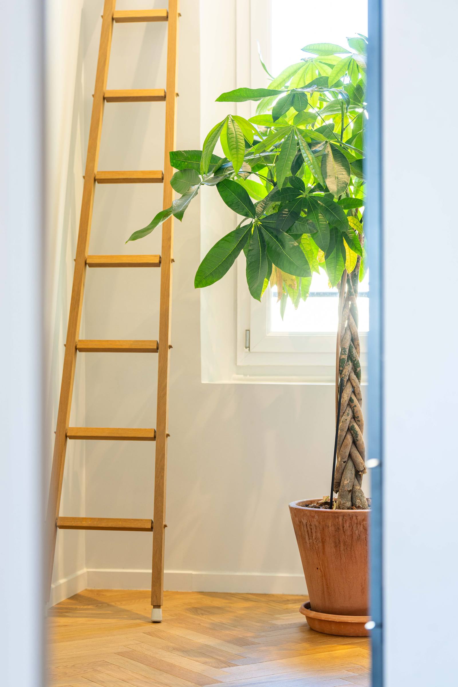 Ladder and plant
